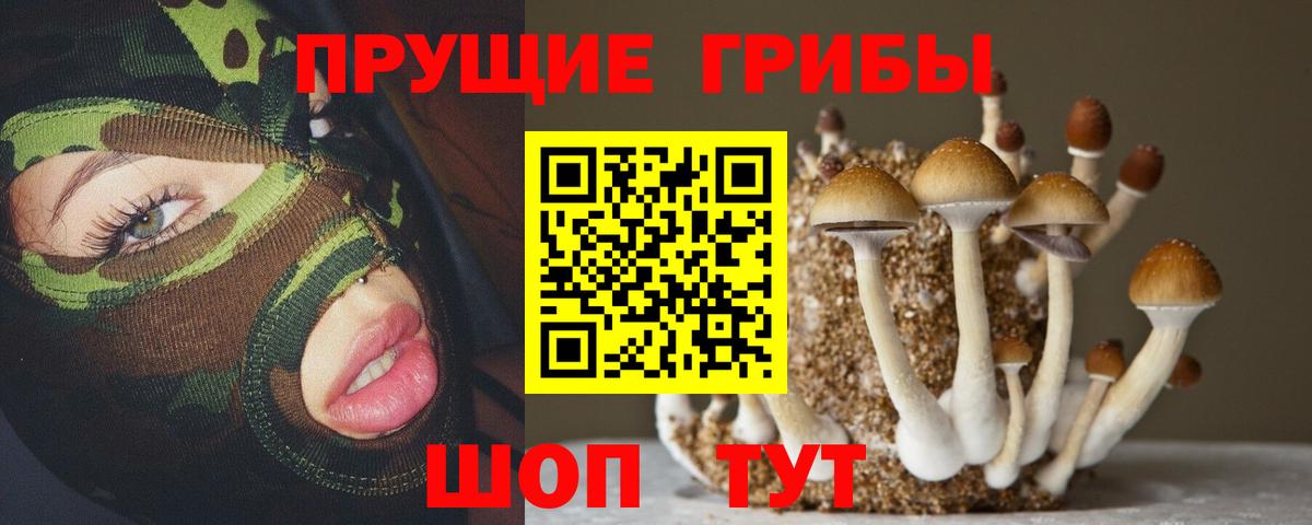 Галлюциногенные грибы Psilocybine cubensis Курчатов