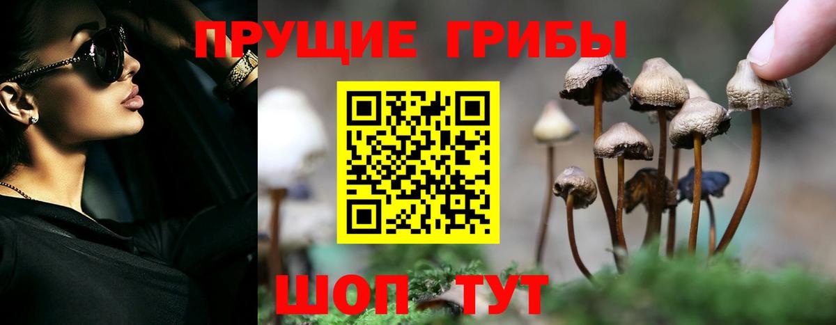 Галлюциногенные грибы Psilocybine cubensis  Вход с VPN  Курчатов 